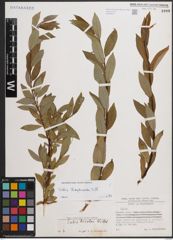 Foto von Salix daphnoides Vill.